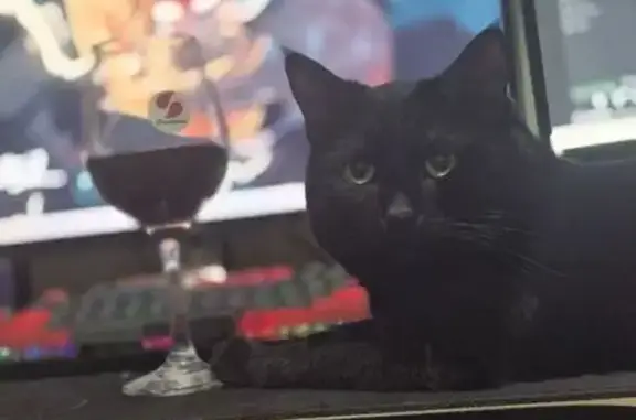 Пропал котик, ул. Димитрова, 2, Рыбинск