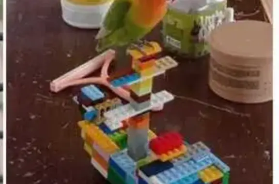 Потерянные животные Ставрополь, фото: Пропал неразлучник: пр. Карла Маркса, 96