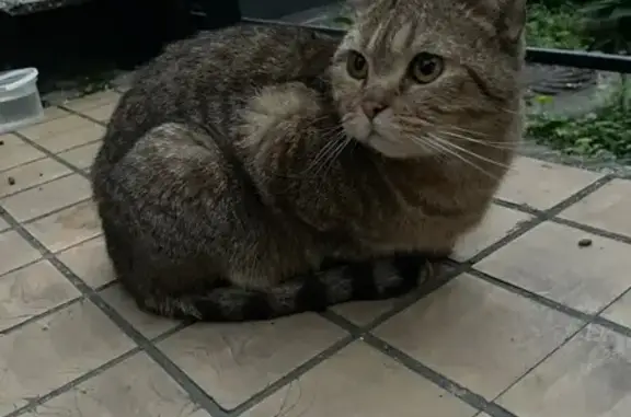 Найденные животные Москва, фото: Кошка найдена: Весенняя ул, 19, Москва