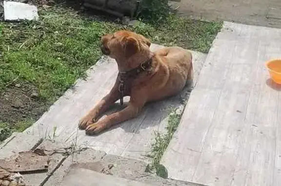 Собака найдена: Прокопьевск, пр. Шахтёров, 43