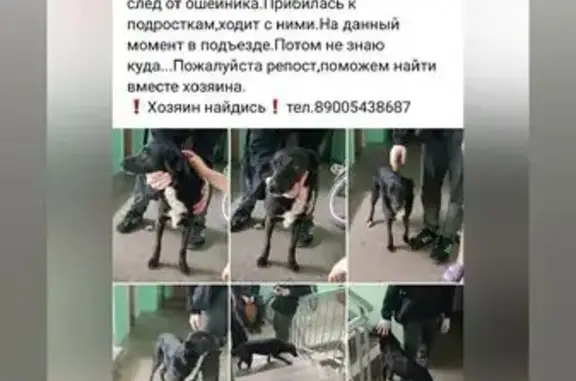 Найдена собака, Вологда, фото: Собака найдена, ул. Горького, 90, Вологда