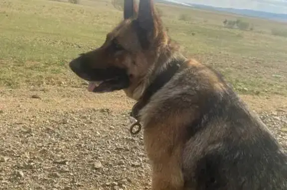 Найдена собака, , фото: Найдена овчарка, Чита, Забайкалье