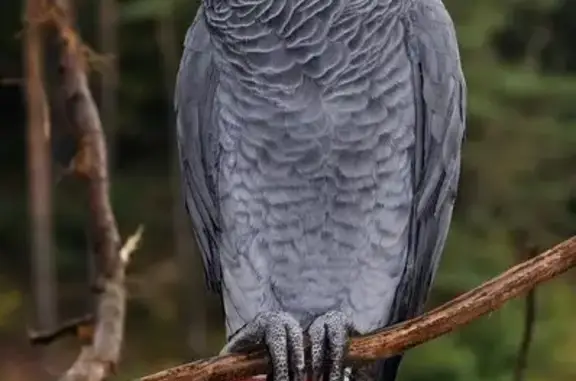 Потерянные животные Астана, фото: Пропала птица на Шалкииз Жырау, 80, Астана