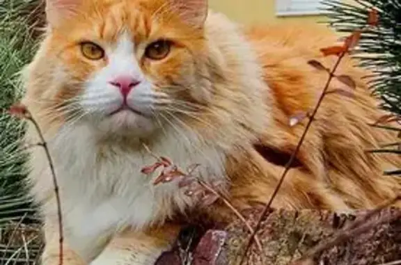 Пропала кошка, Западный тупик, 16, Балашиха