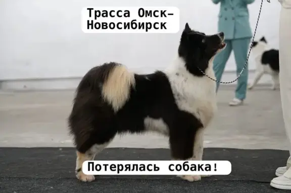 Пропала собака, 855 км трассы Омск-Нск