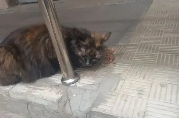 Кошка у 