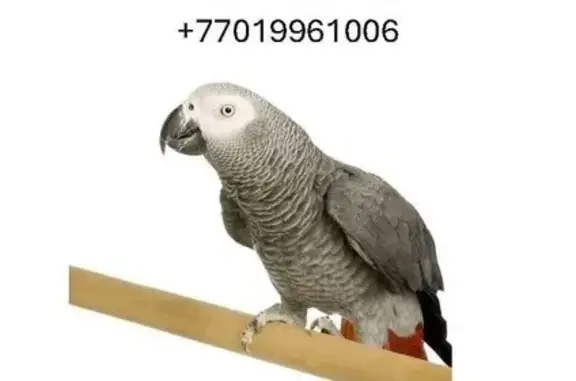 Потерянные животные Астана, фото: Пропала птица на ул. Шалкииз Жырау, 80