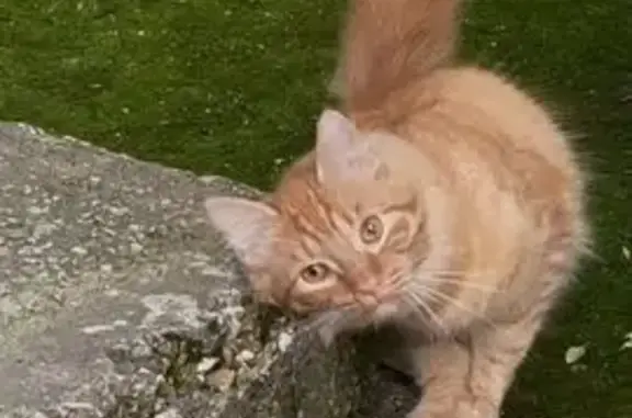 Кошка найдена: Сиреневый бул., 1А, Псков