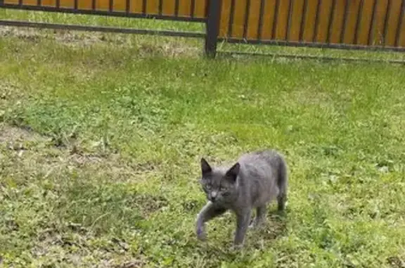 Голубая кошка найдена, Кировоградская ул.