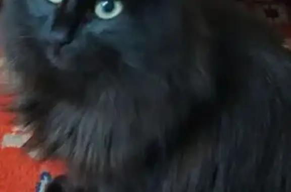 Кошки потеряшки, Лая, фото: Потеряшка кошка, Октябрьская ул., Лая