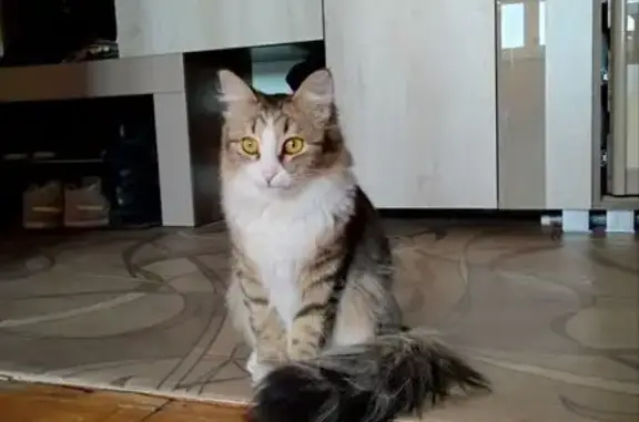 Пропала кошка, Верхняя ул., Лудорвай