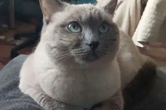 Кошки потеряшки, Красноярск, фото: Потеряшка кошка на ул. Карбышева, 22