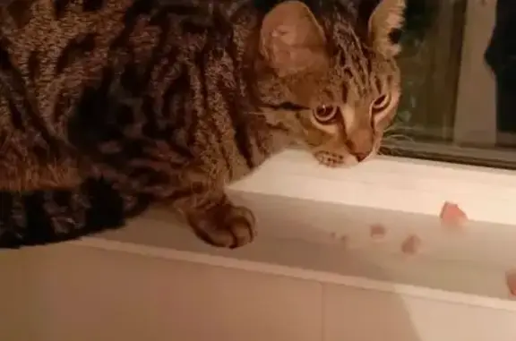 Кошка найдена: Советская 19, Белово - photo