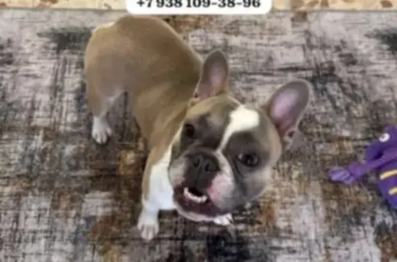 Собака найдена: пр. Чехова, 34, Ростов-на-Дону