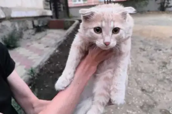 Найдена кошка, Чита, фото: Котёнок найден на Бутина, 36, Чита