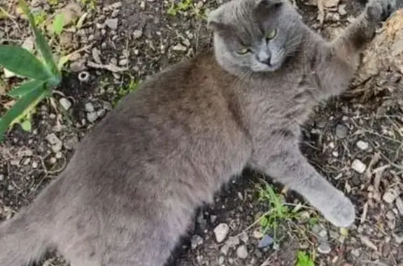 Потерянные животные Ставрополь, фото: Пропала кошка, Батайский проезд 17