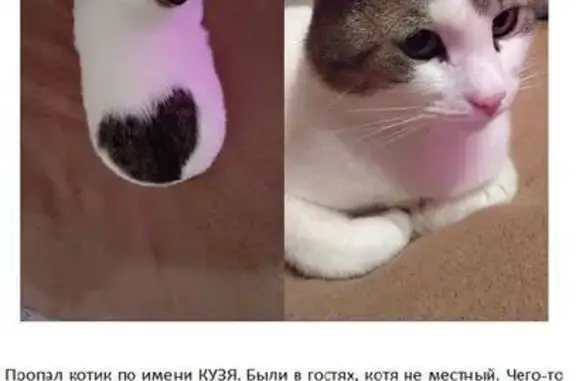 Кошки потеряшки, Кисельнинское сельское поселение, фото: Потеряшка кошка, 5-я линия, Кисельнино
