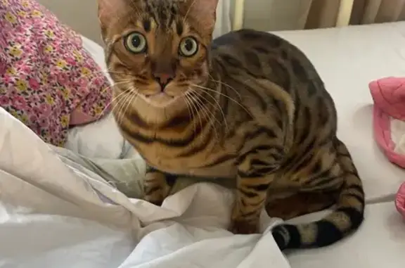 Кошка найдена, пр. Менделеева, Омск