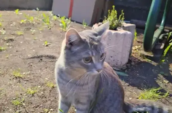 Найдена серая кошка, Стасовой 52В