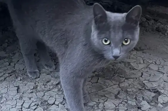 Найдена кошка, Иркутск, фото: Найдена кошка, ул. Вагина 19/1, Иркутск