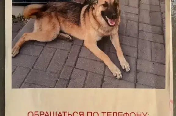 Найдена добрая собака, ул. Павленко 30
