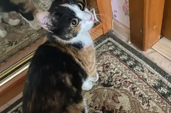 Кошка найдена, ул. Заслонова, 4, Омск