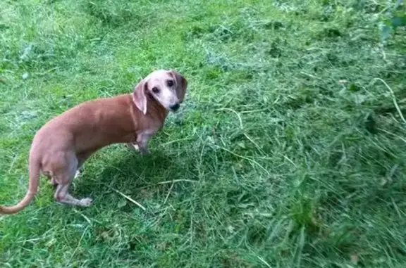 Собака найдена: ул. Пушкина, 27, Новокузнецк