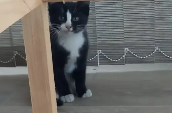 Найденные животные Тверь, фото: Найден котёнок, ул. Коноплянниковой, Тверь