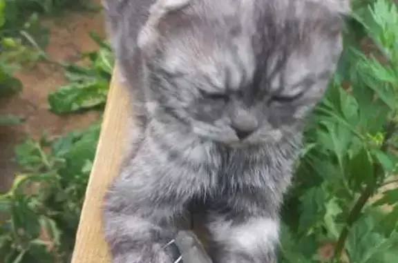 Кошка найдена, операция: Кавказская ул., Ярославль