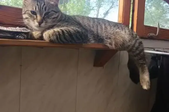 Пропал кот Вин, 6-й Динамовский пр., 6
