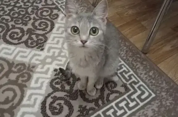 Кошка найдена: 1-й Топольчанский пр., 7