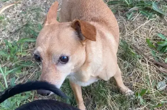 Собака найдена: Рионская ул, 22, Волгоград