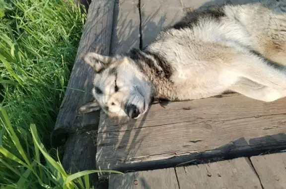 Собака найдена на ул. 40-летия Победы, Архангельск