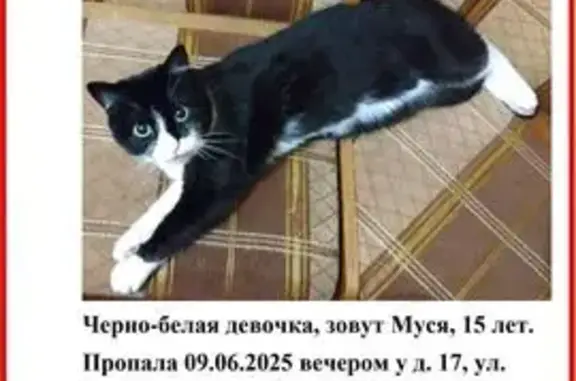 Пропала кошка, Центральная ул., МО