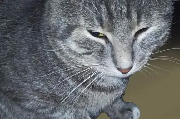 Кошки потеряшки, Данков, фото: Потеряшка кошка, ул. Чапаева 2/6, Данков