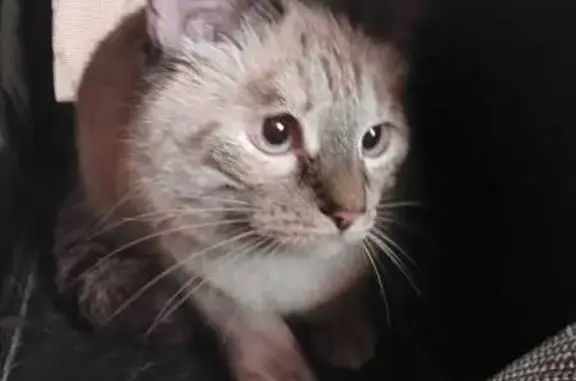 Найденные животные Петрозаводск, фото: Кошка найдена на ул. Правды, 40А, Петрозаводск