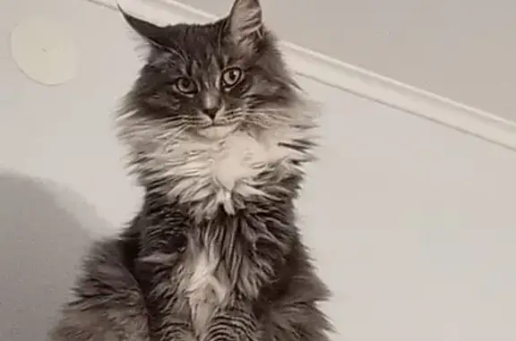 Пропала кошка, Школьная, 5, Ноябрьск