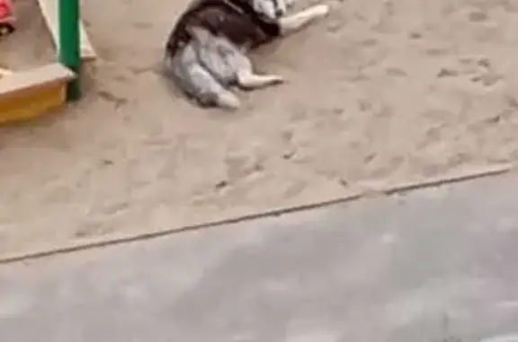 Найдена собака, Казань, фото: Собака найдена: ул. Павлова 10, Казань