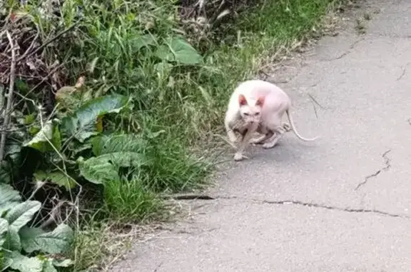 Кошка найдена: Выставочная 10, Краснодар