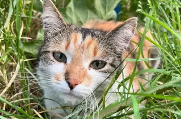 Найдена кошка, Комсомольская 63, Киров