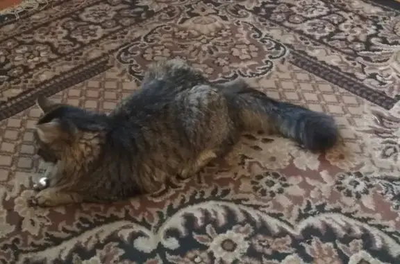 Кошки потеряшки, Бийск, фото: Потеряшка кошка, Ленинградская 87, Бийск