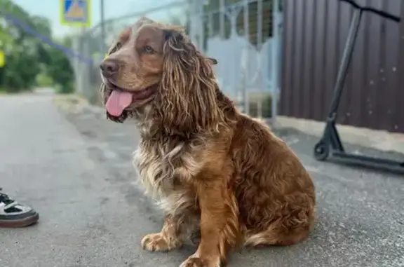 Собака найдена, Хвойная ул., Тамбов