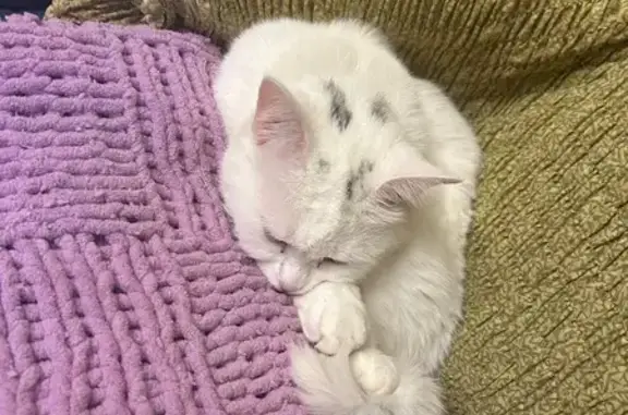 Пропала кошка, ул. Монаховой, 21 с1
