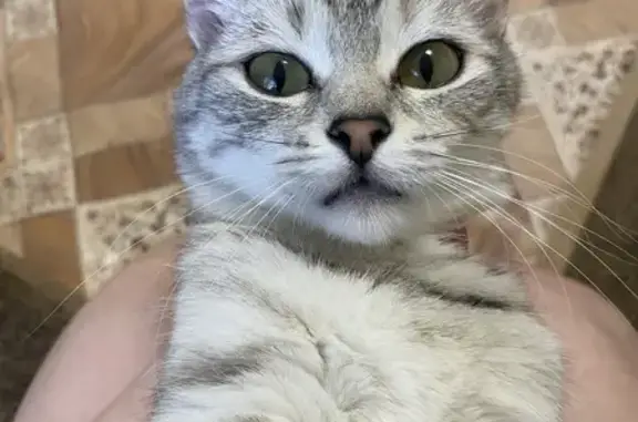 Пропала кошка, Лесной проезд, 4, Омск