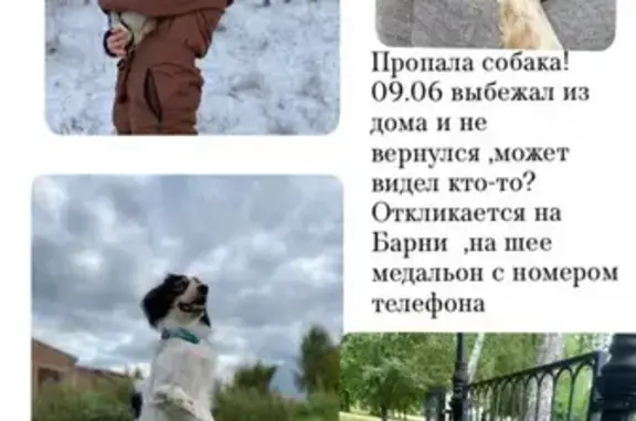 Пропала собака, ул. Мира 23А, Абдулино