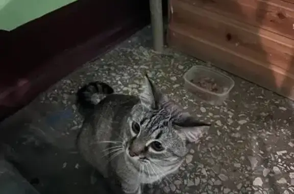 Найдена кошка, Казань, фото: Кошка найдена: ул. Братьев Касимовых, Казань