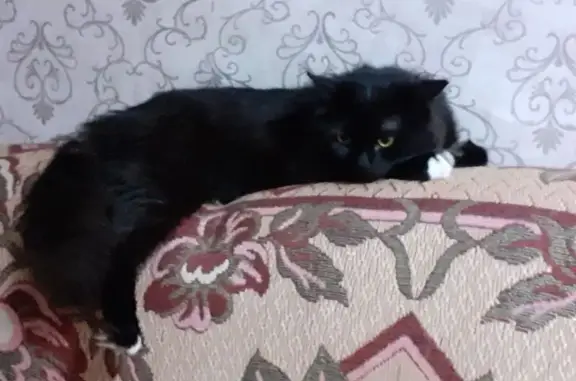 Кошки потеряшки, Добрянка, фото: Потеряшка чёрная кошка, Радищева 40, Добрянка