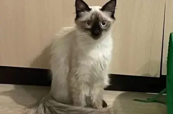 Кошки потеряшки, Увинский район, фото: Потеряшка сиамская кошка, Удмуртия