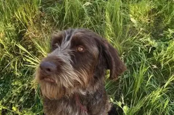 Найдена собака, , фото: Собака найдена у 61Н-446, Казарь