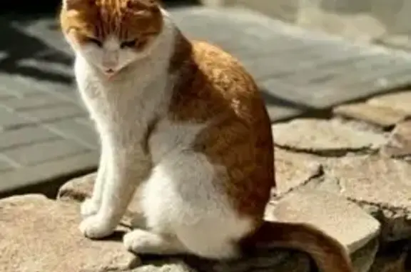 Пропала кошка, ул. Мира, 13, Волгоград